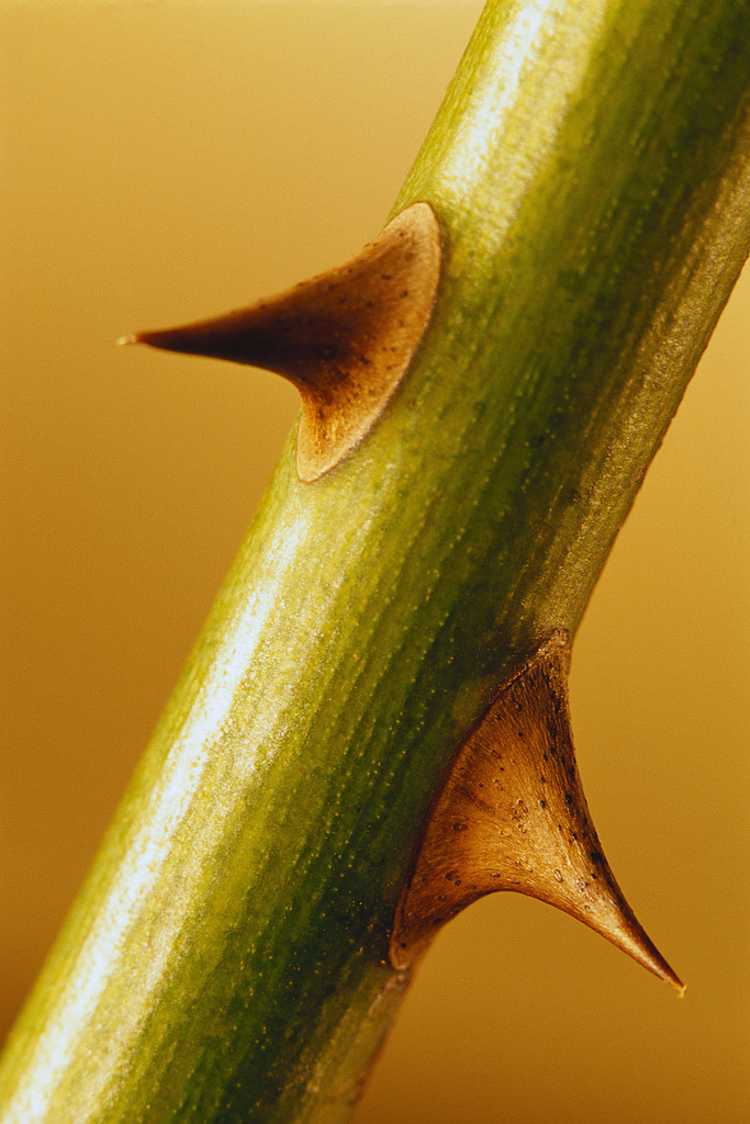 00401879.jpg