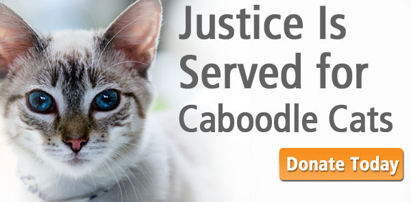 Caboodle_cats_aspca_header_nyreblog_com_.jpg