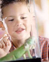 Boy looking at lizard 