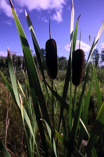 PH03675I.jpg