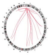 A circle illustrating translocations in colon and rectal samples.