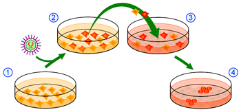 diagram of the development of iPS cells