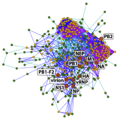 graphical representation of flu virus protiens