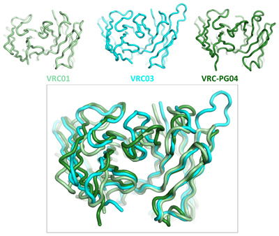 Top: These images show three antibodies' HIV-binding segments, which neutralize the virus. The VRC01 and VRC03 antibodies were found in the blood of an HIV-infected North American donor, while the VRC-PG04 antibody was found in the blood of an HIV-infected African donor. Bottom: Superimposing the HIV-binding segments of the three antibodies shows structural differences and similarities. The regions that are similar allow all three antibodies to bind to the same spot on the virus and to neutralize a high percentage of HIV strains from around the world. Credit: NIAID VRC
