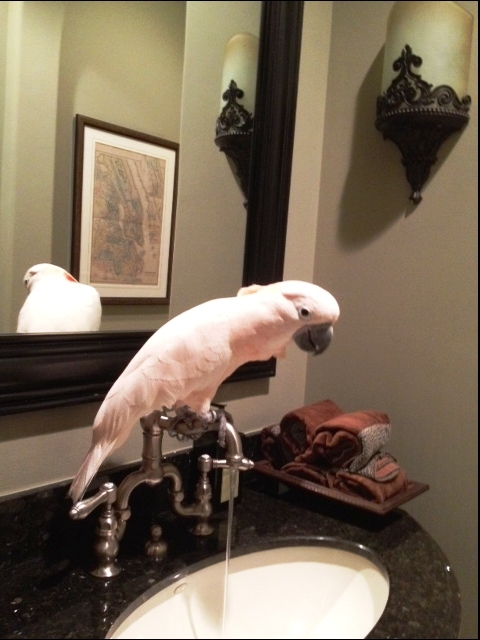 a_novel_bathroom_attendant_lucas_ferrara_2012_all_rights_reserved_nyreblog_com_.jpg