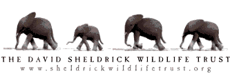 The David Sheldrick Fund