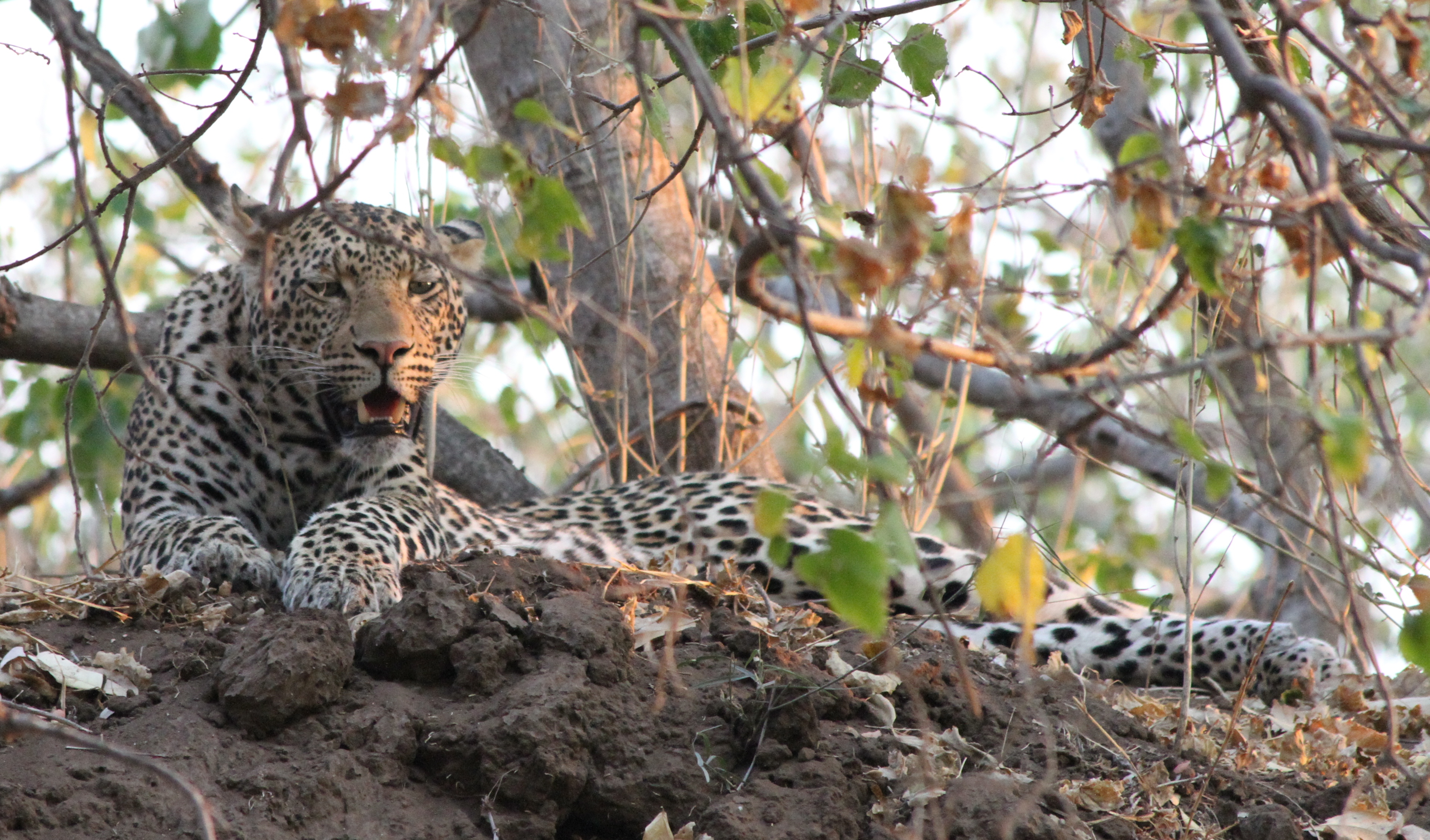 cat_botswana_original_image_lucas_ferrara_all_rights_reserved_2012_.jpg
