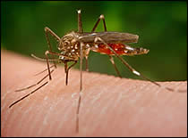Photo of mosquito up close.