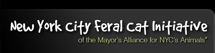 feral_cat_nyreblog_com_.jpg