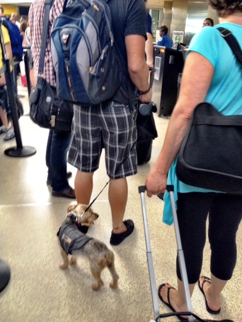 flying_first_class_puppy_073112.jpg
