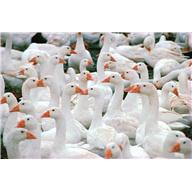geese_photo_nyreblog_com_.jpg
