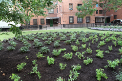 View more photos of the Planters Grove opening ceremony on Flickr.