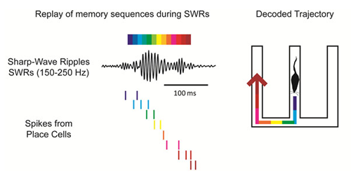  Graphic explaining memory replay in mice