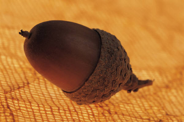 j0316743.jpg