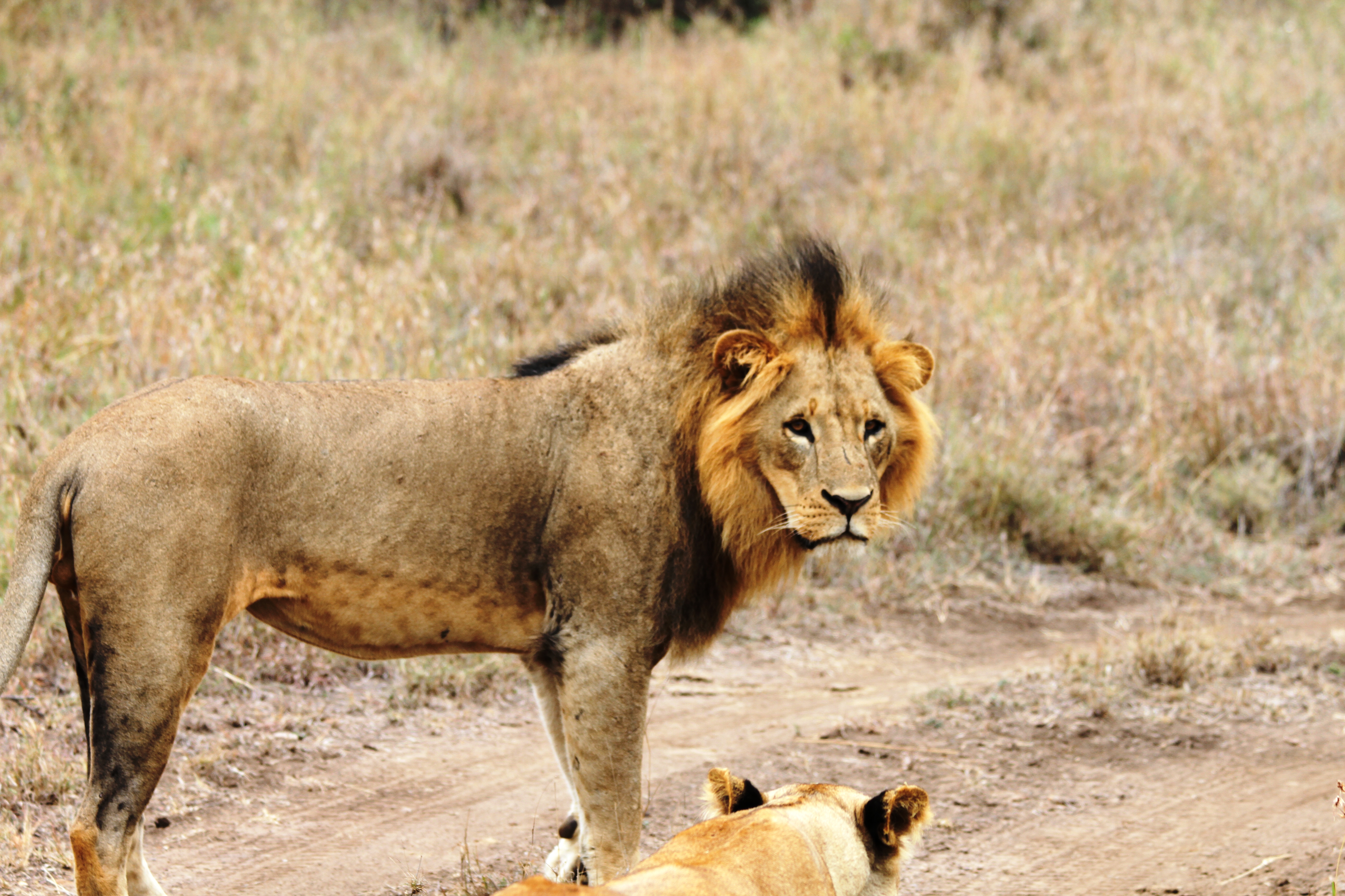 lion_kenya_copyrighted_2012_all_rights_reserved_photo_call_lucas_ferrara_nyreblog_com_.jpg