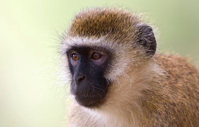 African green monkey