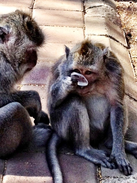 monkeys_see_070912.jpg