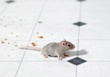 Mouse on kitchen floor