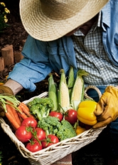 Basket of fresh vegetables