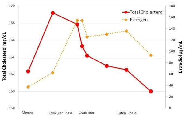 Image of graph comparing estrogen levels and total cholesterol levels to the phases of the menstrual cycle.