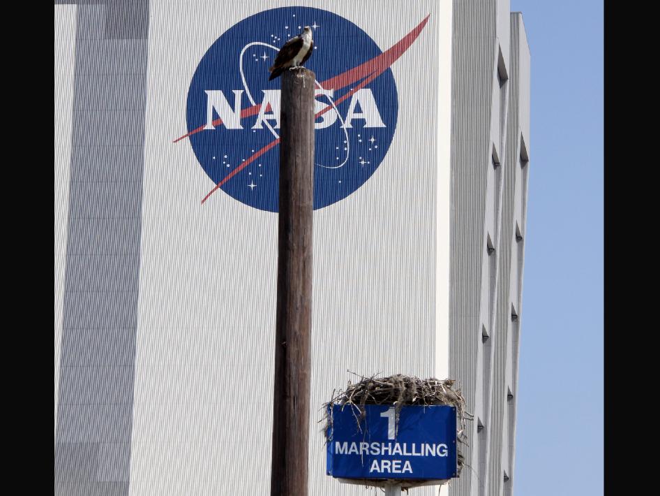 osprey_nasa_0711_photo_nyreblog_com_.jpg