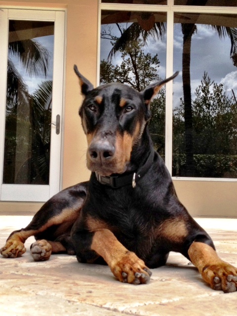 rajah_doberman_032612_nyreblog_com_.jpg