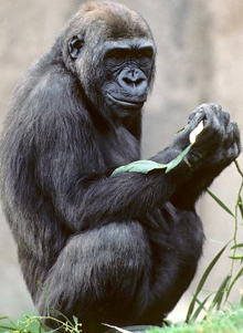 Photo of a gorilla.
