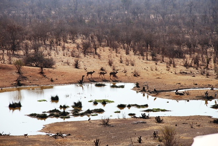 savannah_africa_nyreblog_com_.jpg