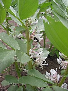 vicia_faba_plant_nyreblog_com_.jpg