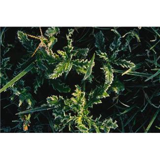 weeds_photo_nyreblog_com_.jpg